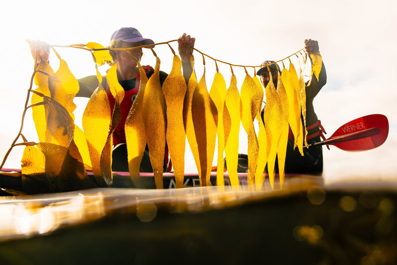 Two kayakers hold up a long, vibrant strand of golden kelp while conducting kelp monitoring from their boats.