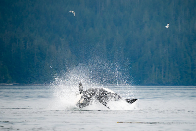 Earth Day 2021: Advocacy and Action in the PNW