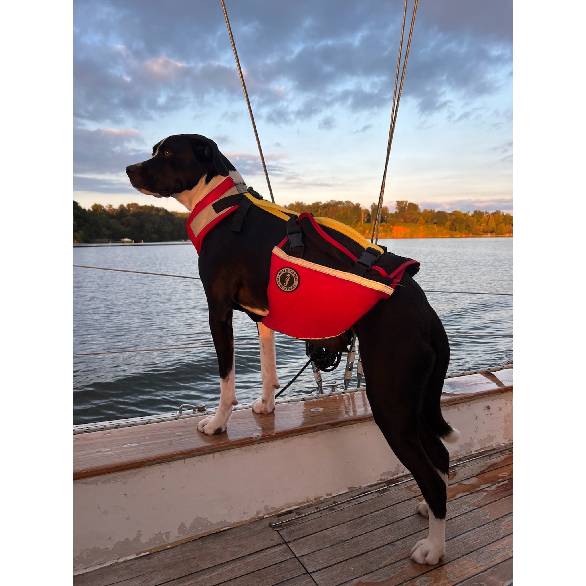 UnderDog Foam Flotation Life Jacket for Dogs | Mustang Survival